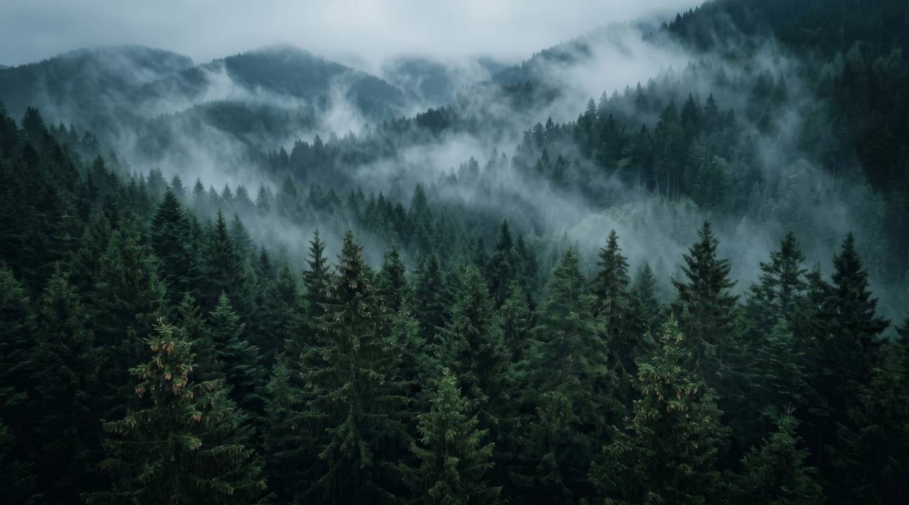 Хвойный лес